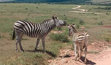 Two zebras standing on a grassy plain.