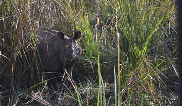 Rhino grazing in tall grass.