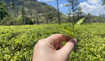 Close-up of a hand holding a tea leaf in a field with mountains in the background.
