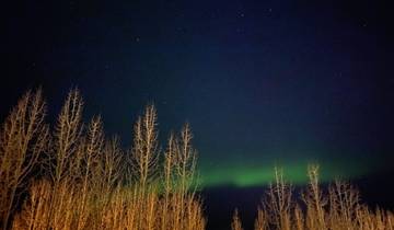 Northern lights over a forest during night time.