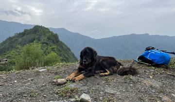 Dog resting on a rocky terrain with mountains in the distance.