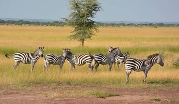 Group of zebras standing on grassy plains with a tree in the background.