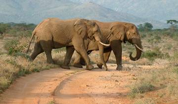 Two elephants walking across a dirt road in a savannah setting.