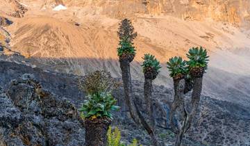 Landscape with tall plants and distant rocky hills.