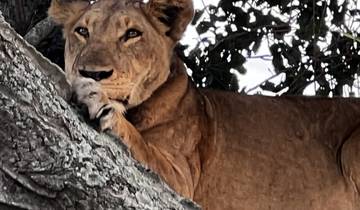 Lion resting on a tree branch.