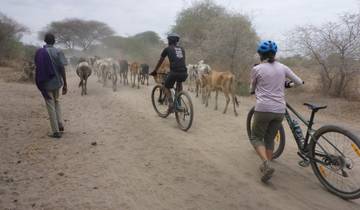A herd of cattle being guided by people on bikes.