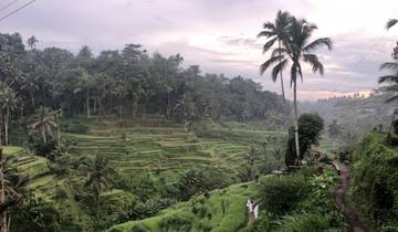 Lush green rice terraces with palm trees.