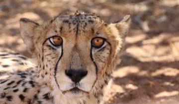 Close-up of a cheetah resting on the ground.