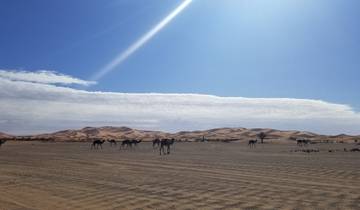Camels walking in a desert landscape.