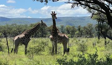 Giraffes standing in open savannah