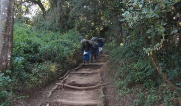 Hikers walking through a lush forested path.