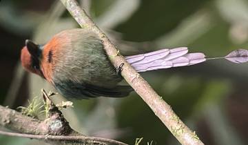 Close-up of a colorful bird perched on a branch.
