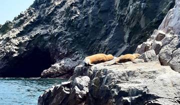 Seals basking on rocks by the sea.