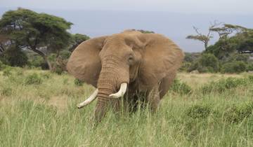 An elephant standing in a grassy field.