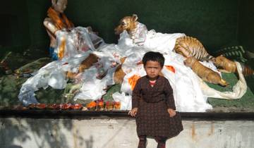 A child in traditional clothing in front of a statue and tiger art.