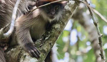 A monkey perched on a tree branch, looking at the camera.