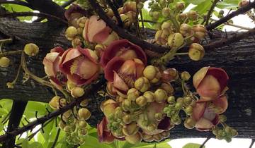 Cannonball tree flowers and buds.