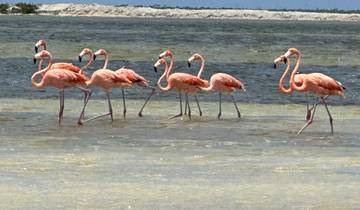 Flamingos standing in shallow water.