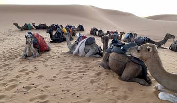 Camels resting in the desert with saddles and colorful blankets.