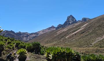 Man in a mountainous region with unique vegetation.