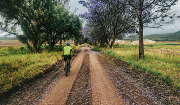 Cyclist riding on a dirt path lined with jacaranda trees.