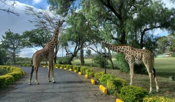 Giraffes grazing on trees along a road.