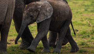 Young elephant walking closely with a larger elephant.