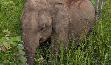 Young elephant feeding in tall grass in a forest.
