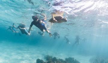 Group snorkeling underwater with a turtle.