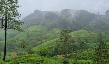 Lush terraced landscape with misty mountains in the background.