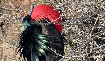 A frigate bird with an inflated red throat pouch.