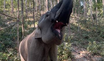 An elephant reaching upward.