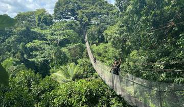 People walking on a canopy walkway in a dense forest.