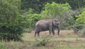 Asian elephant walking in a grassy area with trees.