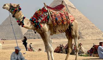 A camel adorned with colorful decorations with pyramids in the background.