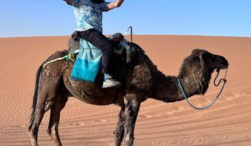 Person riding a camel in a desert.