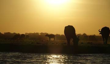 Silhouette of buffalos grazing during a sunset near water.