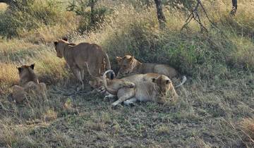 Group of lions resting in the grass
