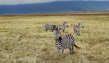 A group of zebras standing in a grassy field.