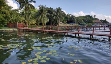 Wooden dock on a scenic waterbody with palm trees.