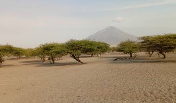 Landscape with trees and a mountain in the background.