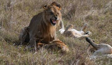 Lion interacting with its pride, two lions lying down on the grass.