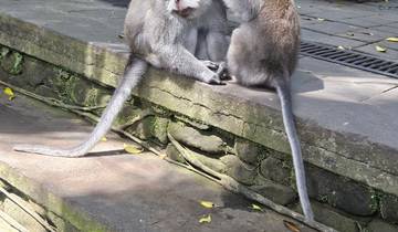 Two monkeys sitting on a stone surface in a natural setting