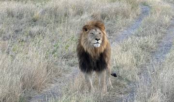 Majestic lion standing on a dirt path in the savanna.
