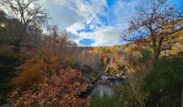 Autumn forest with a river running through it.