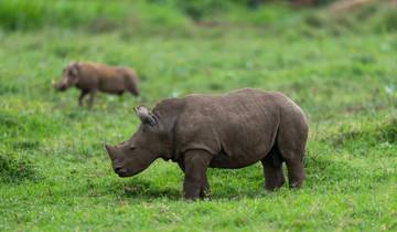 Rhinoceros grazing in a grassy field.