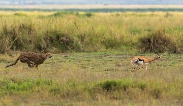 Cheetah chasing an impala on the savannah.