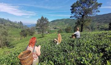 Tourists in a lush tea plantation.