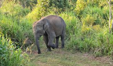 A young elephant walking through tall grass.