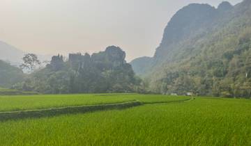 Green rice paddies with karst mountains in the background.